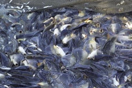 Ikan Air Tawar & Laut